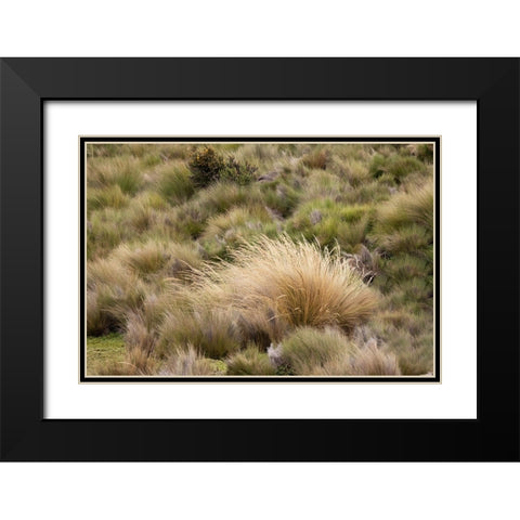 Paramo grass-Antisana Ecological Reserve-Ecuador Black Modern Wood Framed Art Print with Double Matting by Jones, Adam