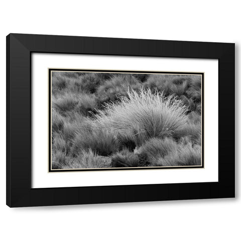 Paramo grass-Antisana Ecological Reserve-Ecuador Black Modern Wood Framed Art Print with Double Matting by Jones, Adam