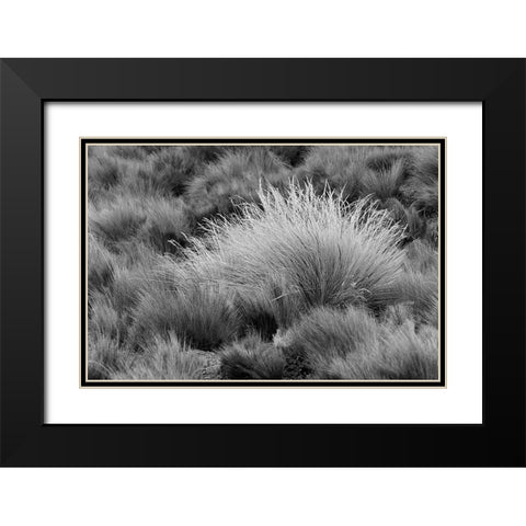 Paramo grass-Antisana Ecological Reserve-Ecuador Black Modern Wood Framed Art Print with Double Matting by Jones, Adam