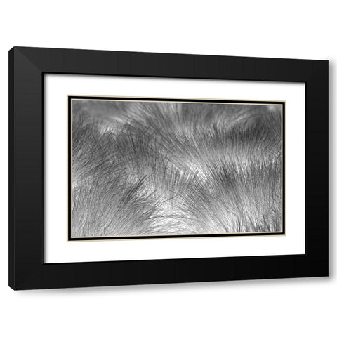 Paramo grass-Antisana Ecological Reserve-Ecuador Black Modern Wood Framed Art Print with Double Matting by Jones, Adam