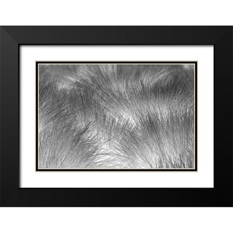 Paramo grass-Antisana Ecological Reserve-Ecuador Black Modern Wood Framed Art Print with Double Matting by Jones, Adam