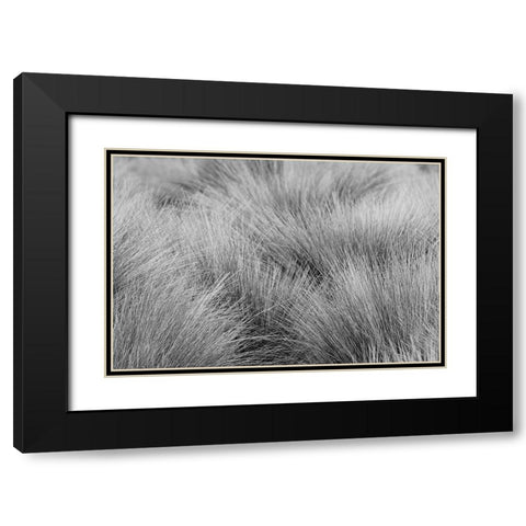 Paramo grass-Antisana Ecological Reserve-Ecuador Black Modern Wood Framed Art Print with Double Matting by Jones, Adam