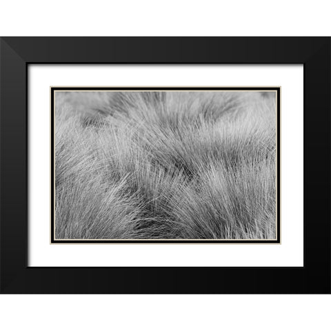 Paramo grass-Antisana Ecological Reserve-Ecuador Black Modern Wood Framed Art Print with Double Matting by Jones, Adam
