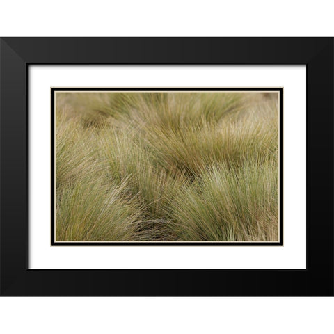 Paramo grass-Antisana Ecological Reserve-Ecuador Black Modern Wood Framed Art Print with Double Matting by Jones, Adam