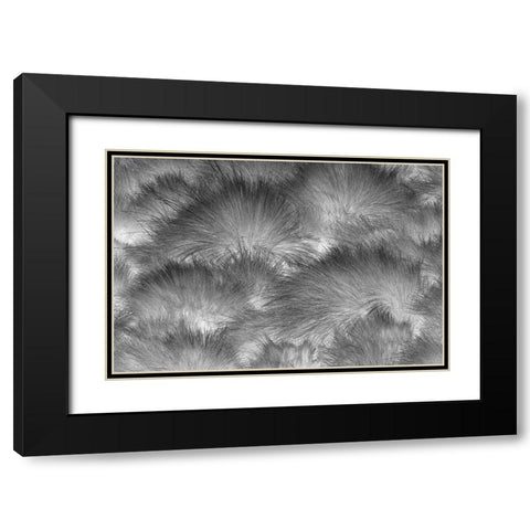 Paramo grass-Antisana Ecological Reserve-Ecuador Black Modern Wood Framed Art Print with Double Matting by Jones, Adam