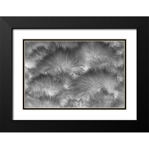 Paramo grass-Antisana Ecological Reserve-Ecuador Black Modern Wood Framed Art Print with Double Matting by Jones, Adam