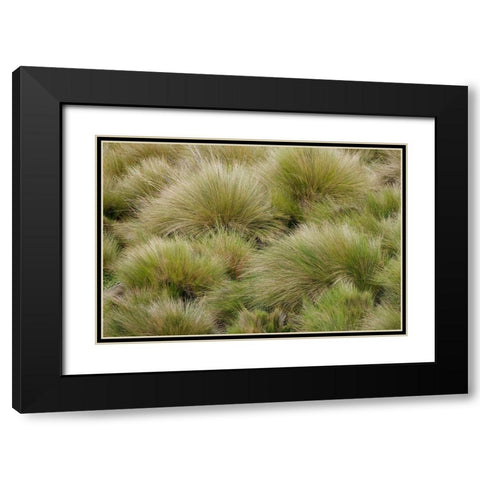 Paramo grass-Antisana Ecological Reserve-Ecuador Black Modern Wood Framed Art Print with Double Matting by Jones, Adam
