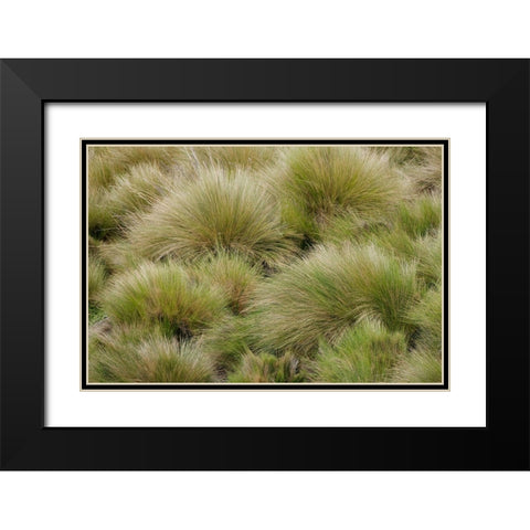 Paramo grass-Antisana Ecological Reserve-Ecuador Black Modern Wood Framed Art Print with Double Matting by Jones, Adam