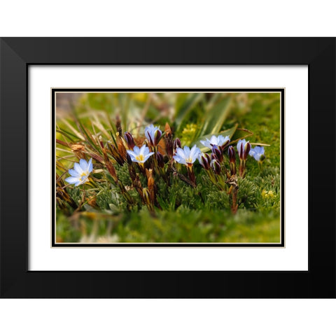 Ground cover-Antisana Ecological Reserve-Ecuador Black Modern Wood Framed Art Print with Double Matting by Jones, Adam
