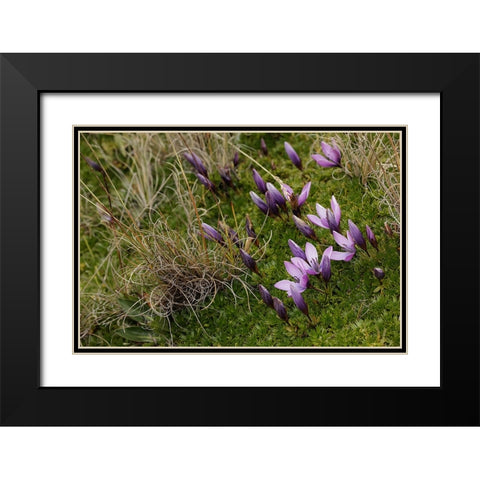 Gentian flowers-Antisana National Park-Ecuador Black Modern Wood Framed Art Print with Double Matting by Jones, Adam