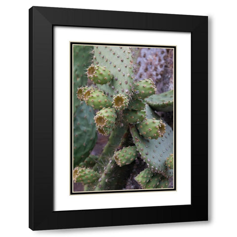 Opuntia prickly pear cactus-South Plaza Island-Galapagos Islands-Ecuador Black Modern Wood Framed Art Print with Double Matting by Jones, Adam