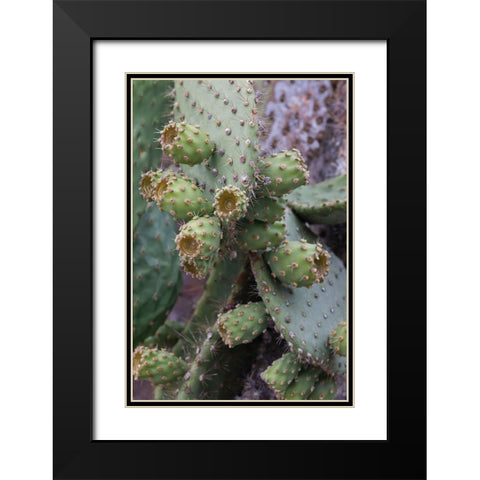 Opuntia prickly pear cactus-South Plaza Island-Galapagos Islands-Ecuador Black Modern Wood Framed Art Print with Double Matting by Jones, Adam