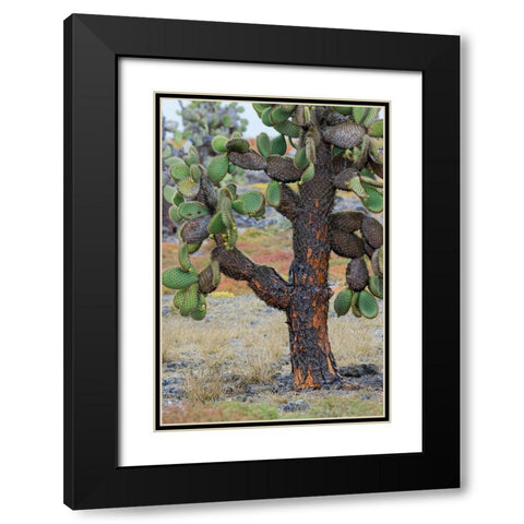 Carpet weed along with Opuntia prickly pear cactus-South Plaza Island-Galapagos Islands-Ecuador Black Modern Wood Framed Art Print with Double Matting by Jones, Adam