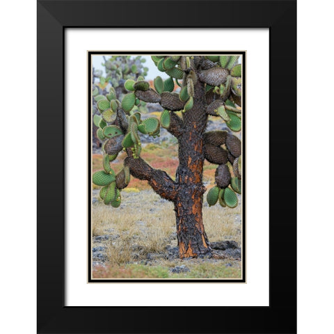 Carpet weed along with Opuntia prickly pear cactus-South Plaza Island-Galapagos Islands-Ecuador Black Modern Wood Framed Art Print with Double Matting by Jones, Adam