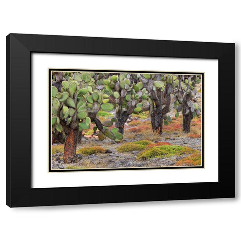 Carpet weed along with Opuntia prickly pear cactus-South Plaza Island-Galapagos Islands-Ecuador Black Modern Wood Framed Art Print with Double Matting by Jones, Adam