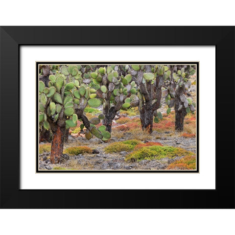 Carpet weed along with Opuntia prickly pear cactus-South Plaza Island-Galapagos Islands-Ecuador Black Modern Wood Framed Art Print with Double Matting by Jones, Adam