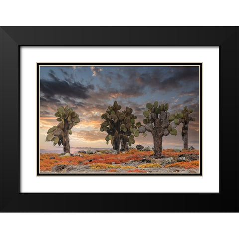 Carpet weed along with Opuntia prickly pear cactus at sunset-South Plaza Island-Galapagos Islands Black Modern Wood Framed Art Print with Double Matting by Jones, Adam