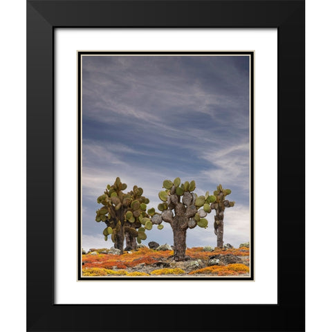 Carpet weed along with Opuntia prickly pear cactus-South Plaza Island-Galapagos Islands-Ecuador Black Modern Wood Framed Art Print with Double Matting by Jones, Adam