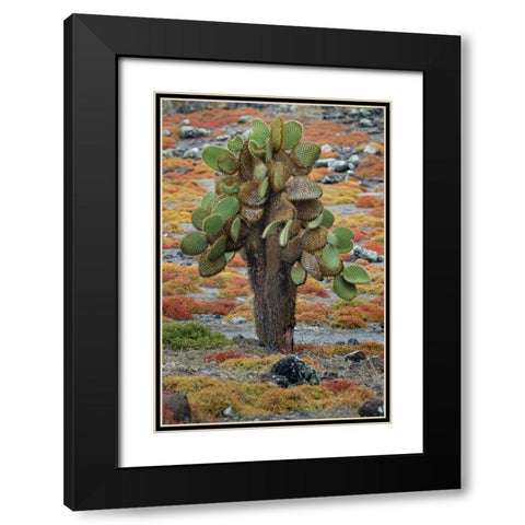Carpet weed along with Opuntia prickly pear cactus-South Plaza Island-Galapagos Islands-Ecuador Black Modern Wood Framed Art Print with Double Matting by Jones, Adam
