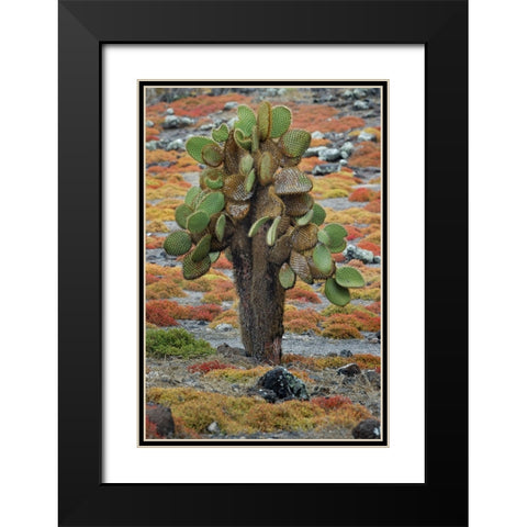 Carpet weed along with Opuntia prickly pear cactus-South Plaza Island-Galapagos Islands-Ecuador Black Modern Wood Framed Art Print with Double Matting by Jones, Adam