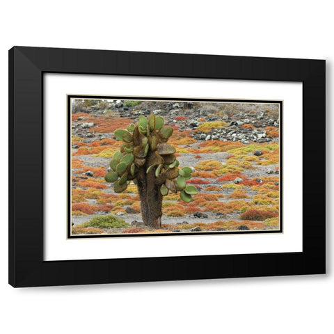 Carpet weed along with Opuntia prickly pear cactus-South Plaza Island-Galapagos Islands-Ecuador Black Modern Wood Framed Art Print with Double Matting by Jones, Adam