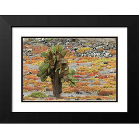 Carpet weed along with Opuntia prickly pear cactus-South Plaza Island-Galapagos Islands-Ecuador Black Modern Wood Framed Art Print with Double Matting by Jones, Adam