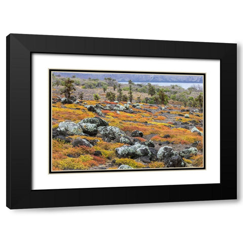 Carpet weed along with Opuntia prickly pear cactus-South Plaza Island-Galapagos Islands-Ecuador Black Modern Wood Framed Art Print with Double Matting by Jones, Adam