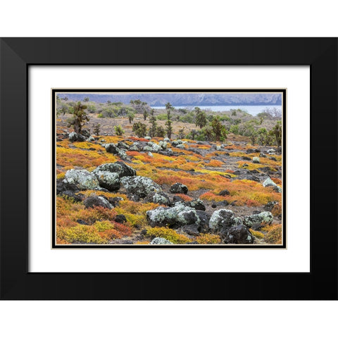 Carpet weed along with Opuntia prickly pear cactus-South Plaza Island-Galapagos Islands-Ecuador Black Modern Wood Framed Art Print with Double Matting by Jones, Adam