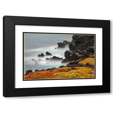 Rocky shoreline covered in Sesuvium-South Plaza Island-Galapagos Islands-Ecuador Black Modern Wood Framed Art Print with Double Matting by Jones, Adam