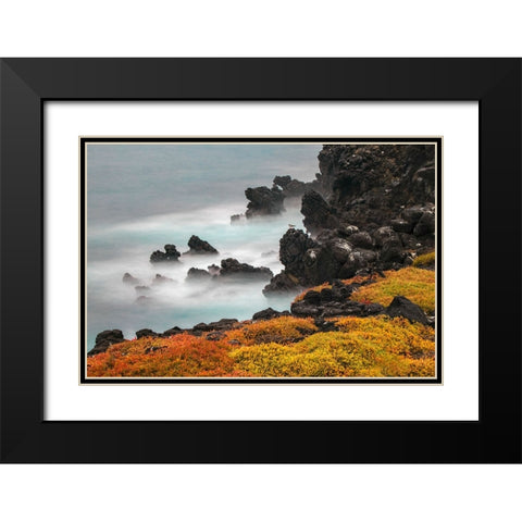 Rocky shoreline covered in Sesuvium-South Plaza Island-Galapagos Islands-Ecuador Black Modern Wood Framed Art Print with Double Matting by Jones, Adam