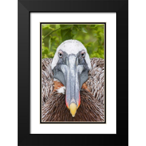 Ecuador, Galapagos Islands, Brown pelican on nest Black Modern Wood Framed Art Print with Double Matting by Morris, Arthur