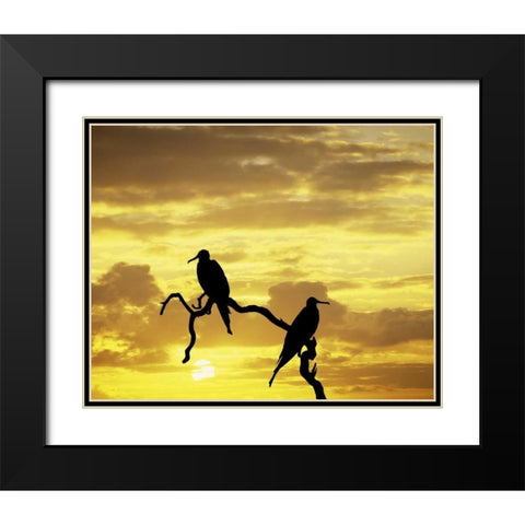 Ecuador, Galapagos Silhouette of frigate birds Black Modern Wood Framed Art Print with Double Matting by Zuckerman, Jim