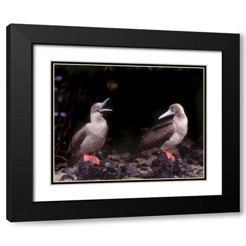 Ecuador, Galapagos Islands Red-footed boobies Black Modern Wood Framed Art Print with Double Matting by Zuckerman, Jim