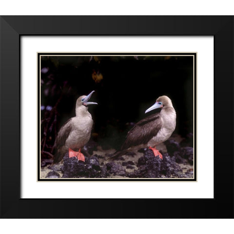 Ecuador, Galapagos Islands Red-footed boobies Black Modern Wood Framed Art Print with Double Matting by Zuckerman, Jim