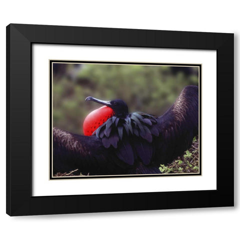 Ecuador, Galapagos Spread-eagled frigatebird Black Modern Wood Framed Art Print with Double Matting by Zuckerman, Jim