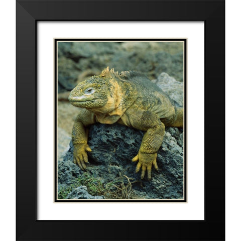 Ecuador, Galapagos Islands Detail of land iguana Black Modern Wood Framed Art Print with Double Matting by Zuckerman, Jim