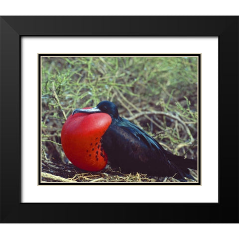 Ecuador, Galapagos Frigatebird with red pouch Black Modern Wood Framed Art Print with Double Matting by Zuckerman, Jim