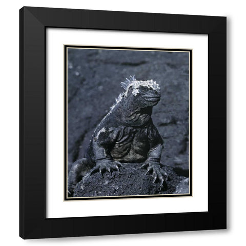 Ecuador, Galapagos Islands Marine iguana Black Modern Wood Framed Art Print with Double Matting by Zuckerman, Jim