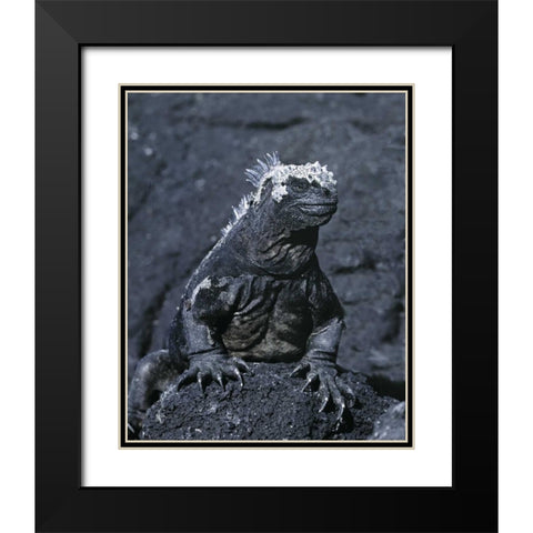 Ecuador, Galapagos Islands Marine iguana Black Modern Wood Framed Art Print with Double Matting by Zuckerman, Jim