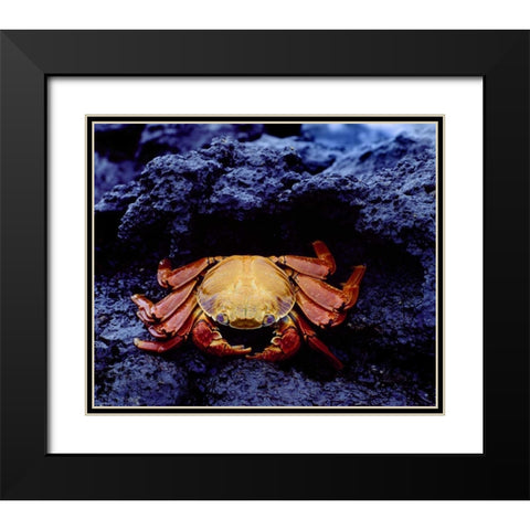Ecuador, Galapagos Sally lightfoot crab Black Modern Wood Framed Art Print with Double Matting by Zuckerman, Jim