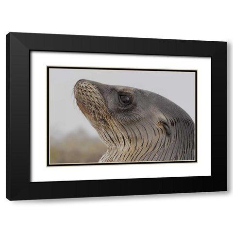 Ecuador, Galapagos, Espanola Island Sea-lion Black Modern Wood Framed Art Print with Double Matting by Morris, Arthur
