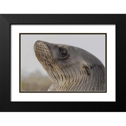 Ecuador, Galapagos, Espanola Island Sea-lion Black Modern Wood Framed Art Print with Double Matting by Morris, Arthur