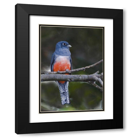 Ecuador Blue-crowned trogon on branch Black Modern Wood Framed Art Print with Double Matting by Williams, Joanne