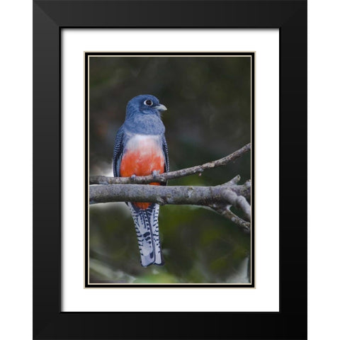 Ecuador Blue-crowned trogon on branch Black Modern Wood Framed Art Print with Double Matting by Williams, Joanne