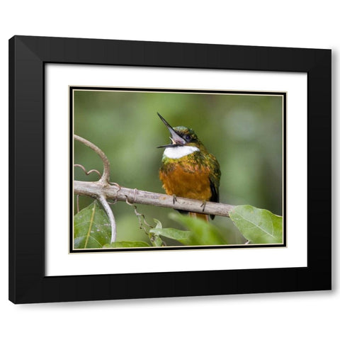 Ecuador Rufous-tailed jacamar on branch Black Modern Wood Framed Art Print with Double Matting by Williams, Joanne