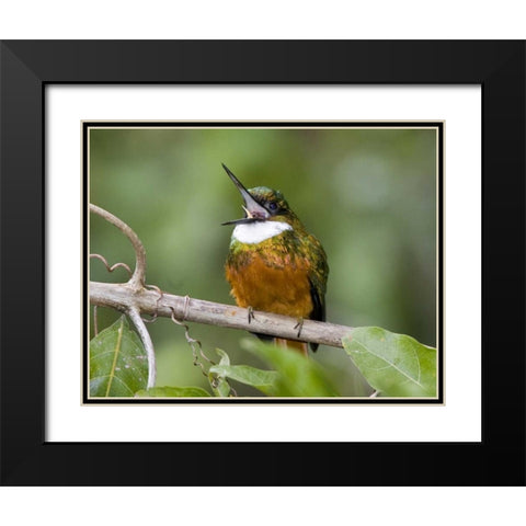 Ecuador Rufous-tailed jacamar on branch Black Modern Wood Framed Art Print with Double Matting by Williams, Joanne