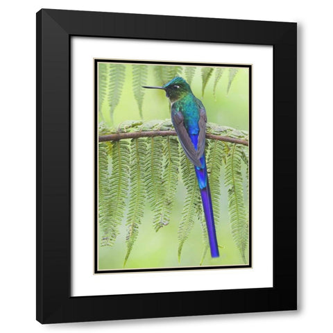 Ecuador Violet-tailed sylph on fern branch Black Modern Wood Framed Art Print with Double Matting by Williams, Joanne