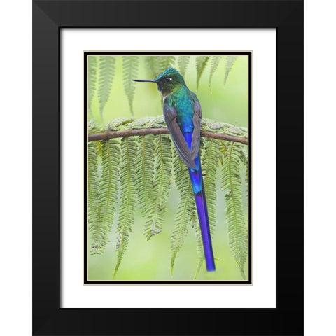 Ecuador Violet-tailed sylph on fern branch Black Modern Wood Framed Art Print with Double Matting by Williams, Joanne