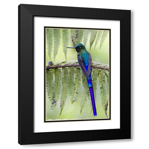 Ecuador Violet-tailed sylph on fern branch Black Modern Wood Framed Art Print with Double Matting by Williams, Joanne