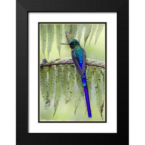 Ecuador Violet-tailed sylph on fern branch Black Modern Wood Framed Art Print with Double Matting by Williams, Joanne